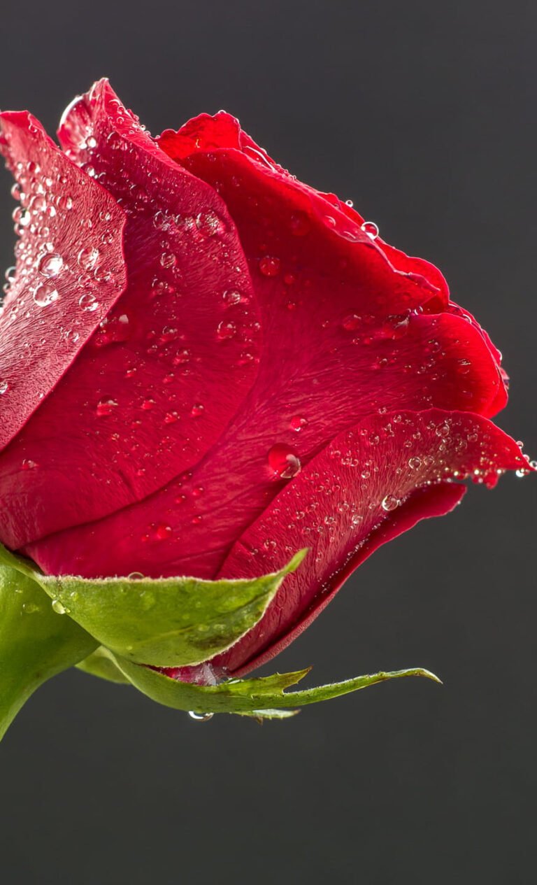 HD wallpaper selective focus photo of red rose rose Blume flower Panasonic Valentines day love