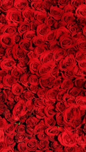 HD wallpaper valentines cards Love Red Roses Background  Holidays  Valentine s Day  Flowers o