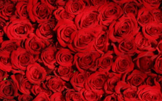 HD wallpaper valentines cards Love Red Roses Background  Holidays  Valentine s Day  Flowers o