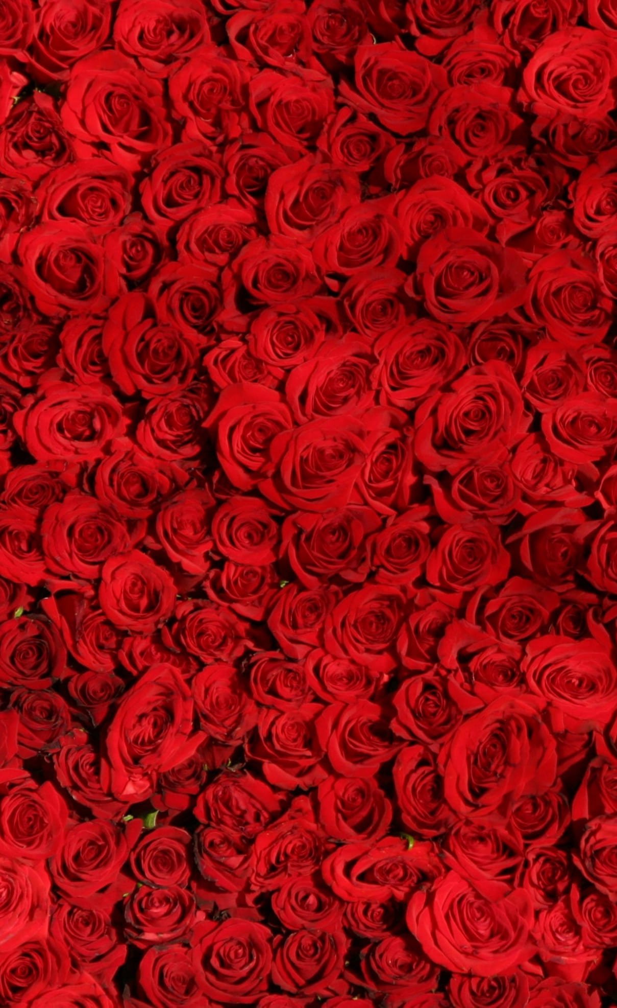 HD wallpaper valentines cards Love Red Roses Background  Holidays  Valentine s Day  Flowers o