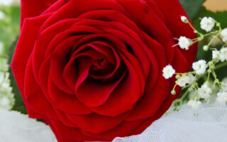 HD wallpaper valentines cards Red flowers roses Valentines Day book love hearts rings