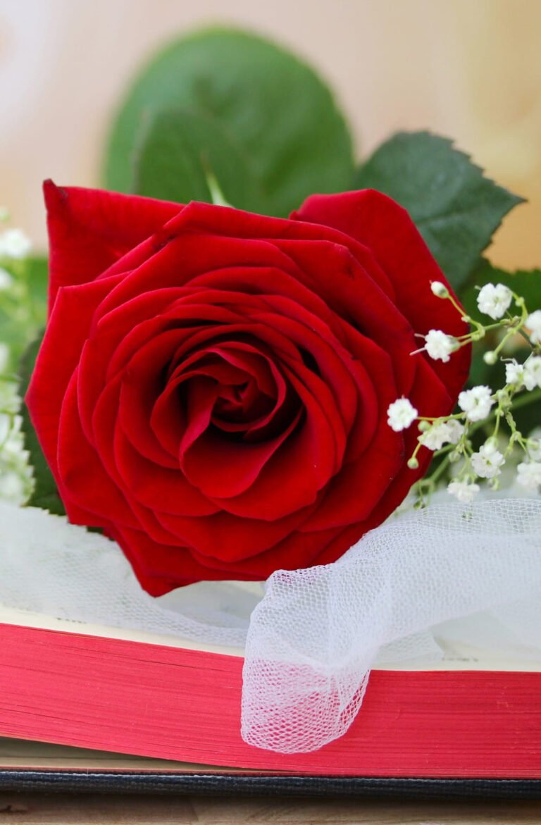 HD wallpaper valentines cards Red flowers roses Valentines Day book love hearts rings