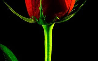 HD wallpaper valentines cards black rose red background closeup isolated nobody petal pinterest scaled