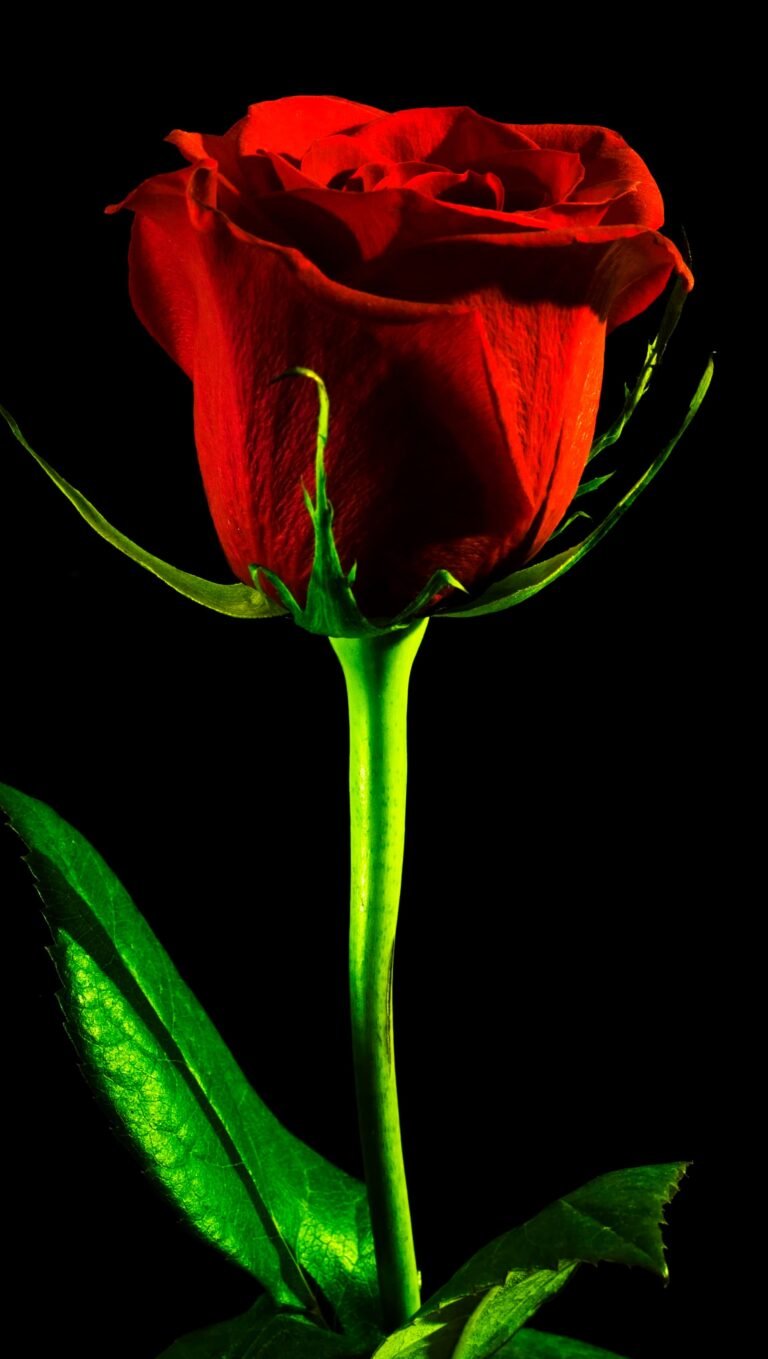 HD wallpaper valentines cards black rose red background closeup isolated nobody petal pinterest scaled