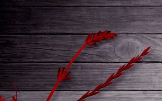 HD wallpaper valentines day wallpaper iphoneheart flowers background image valentines day wood romantic