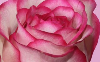 HD wallpaper white and pink rose rose Rose pink flower macro close up Valentines day scaled