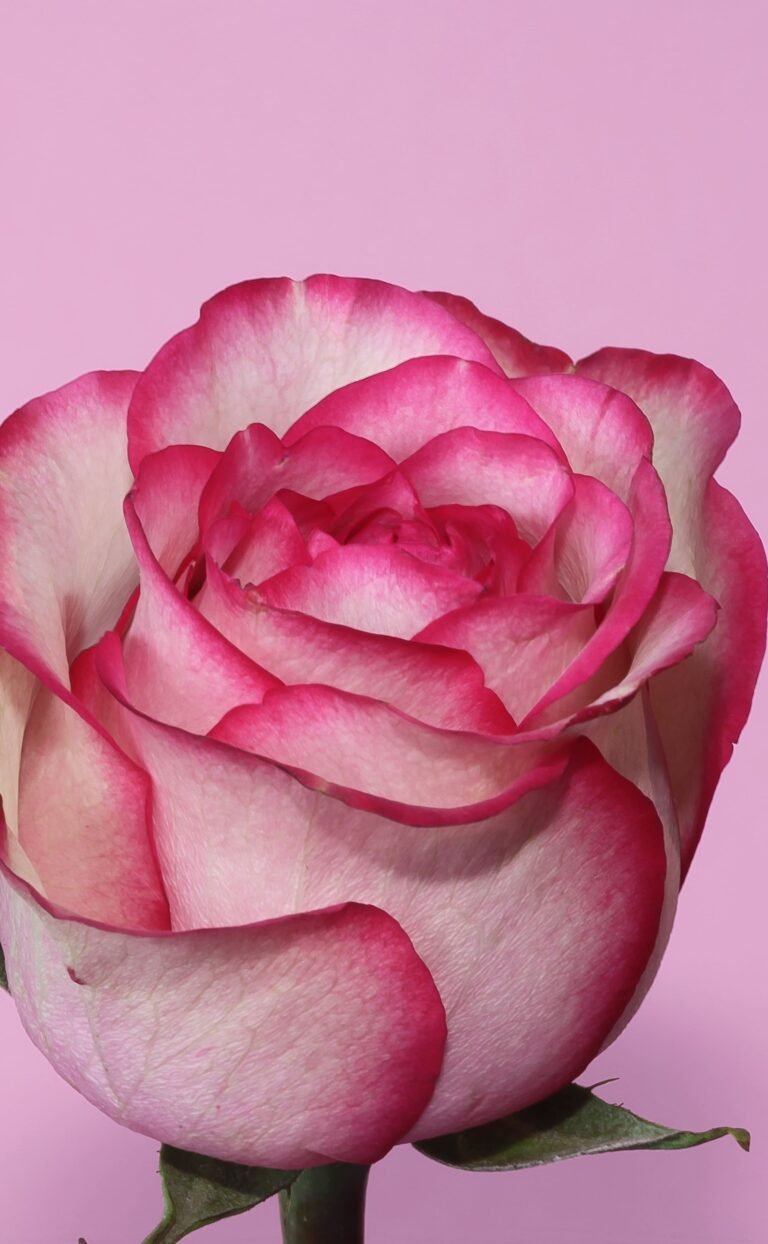 HD wallpaper white and pink rose rose Rose pink flower macro close up Valentines day scaled