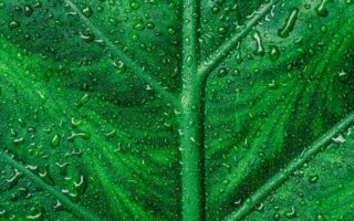4K Wet Leave HD iPhone Wallpaper scaled