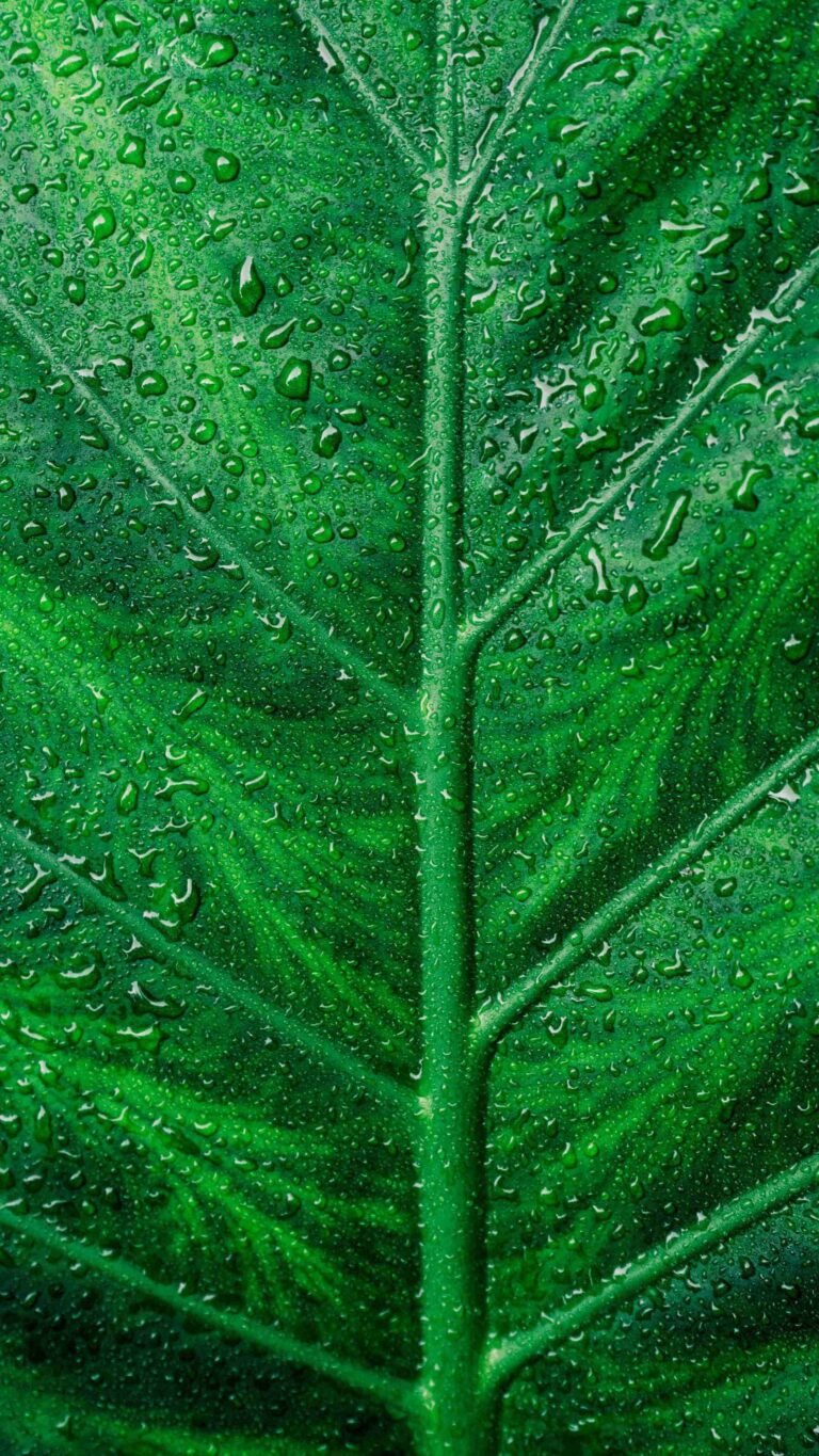 4K Wet Leave HD iPhone Wallpaper scaled