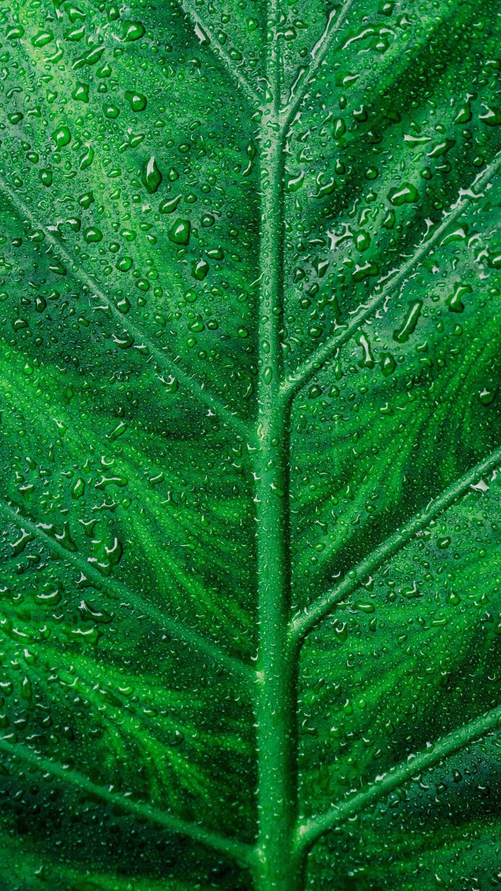 4K-Wet-Leave-HD-iPhone-Wallpaper