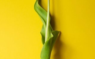 4K Yellow Flower iPhone Wallpaper