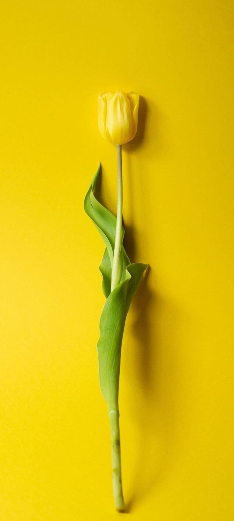 4K Yellow Flower iPhone Wallpaper