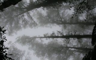 4K iPhone 13 Wallpaper Amoled Trees Covered In Fog scaled