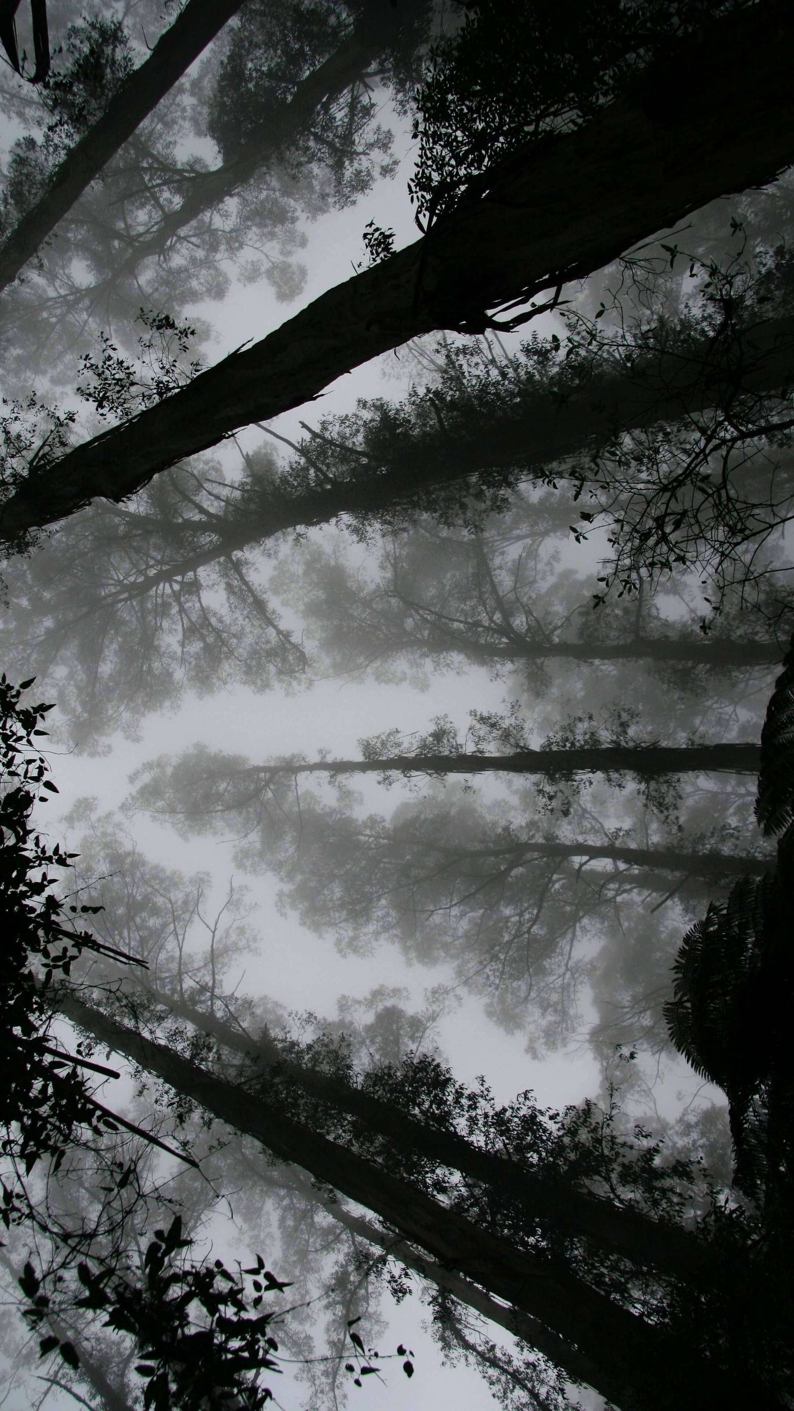 4K-iPhone 13 Wallpaper-Amoled-Trees-Covered-In-Fog