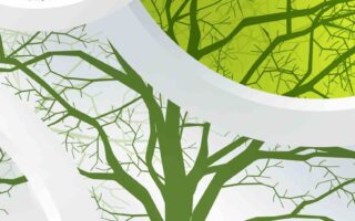 4K wallpaper Birds Design 4K Green 8K Circles still life indoors iphone 13 wallpaper scaled