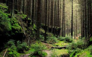 4K wallpaper forest 4k Phone background hd tree plant land direction iphone 13 wallpaper