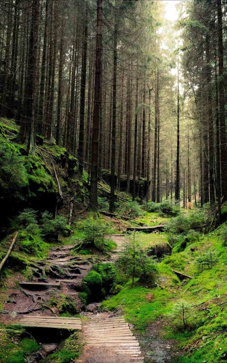4K wallpaper forest 4k Phone background hd tree plant land direction iphone 13 wallpaper