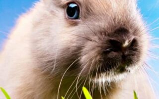 Cute Easter Wallpaper for iPhone 13 Easter background