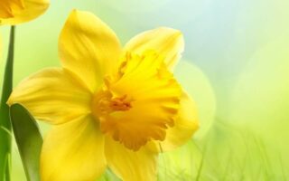 Cute Easter Wallpaper for iPhone 13 Easter background 9