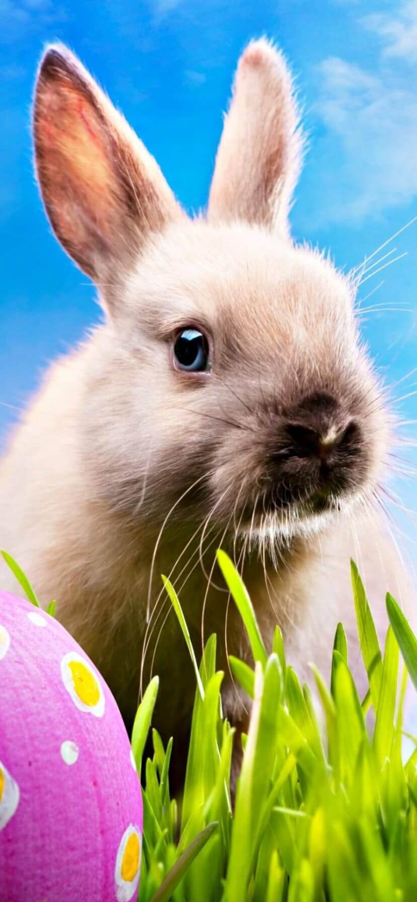 Cute Easter Wallpaper for iPhone 13 Easter background