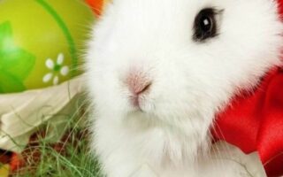 Cute Easter Wallpaper for iPhone 13 Easter screensavers 8