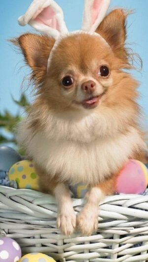 Easter Wallpaper dog with rabbit Ears and easter eggs Easter background iphone
