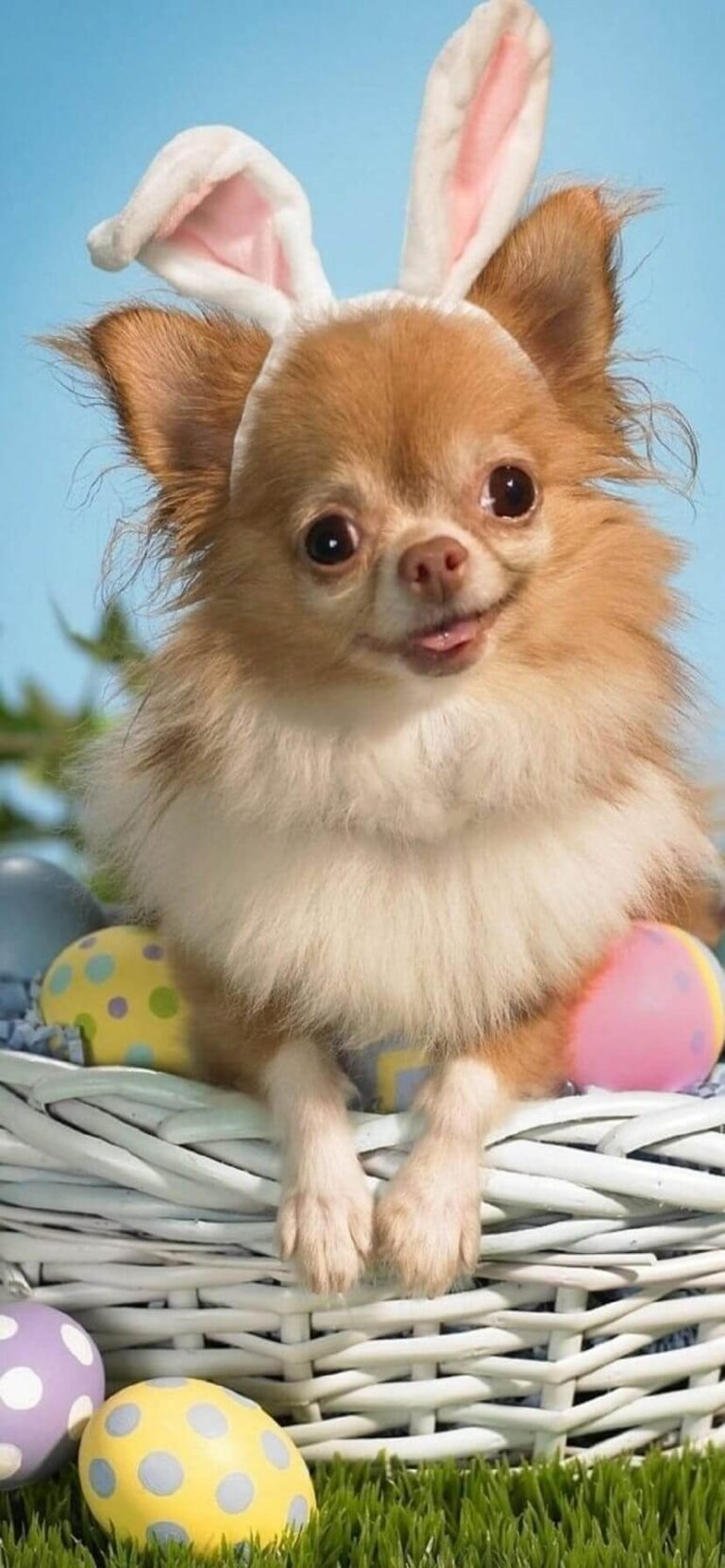 Easter Wallpaper dog with rabbit Ears and easter eggs Easter background iphone