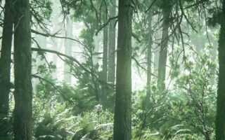 HD wallpaper green tree The Last of Us Part II apocalyptic video games iphone 13 pro max wallpaper 4k