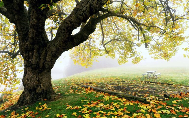 4K windows 11 wallpaper Fall Nature and Fog 4k Ultra HD Wallpaper scaled