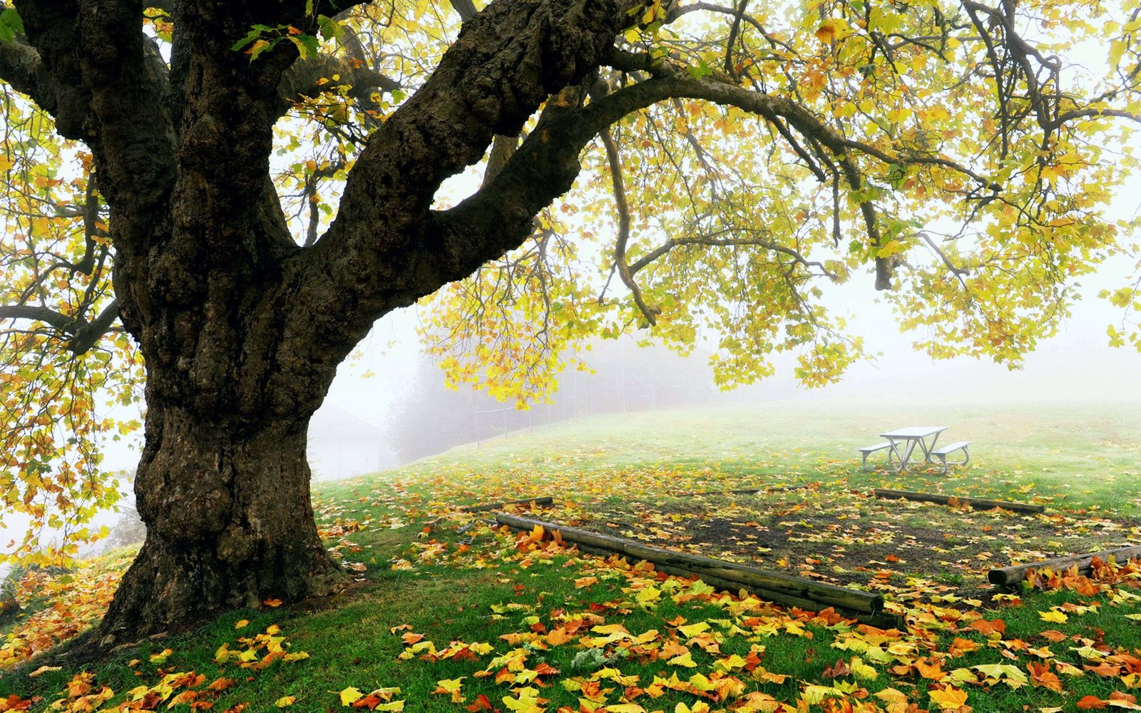 4K ,windows 11 wallpaper, Fall ,Nature ,and ,Fog, 4k, Ultra HD Wallpaper
