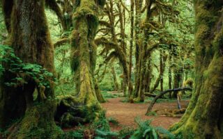Awesome Nature forest windows 11 wallpaper 4k