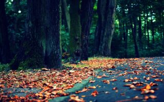 Super cute4K fall and nature windows 11 wallpaper 4k scaled