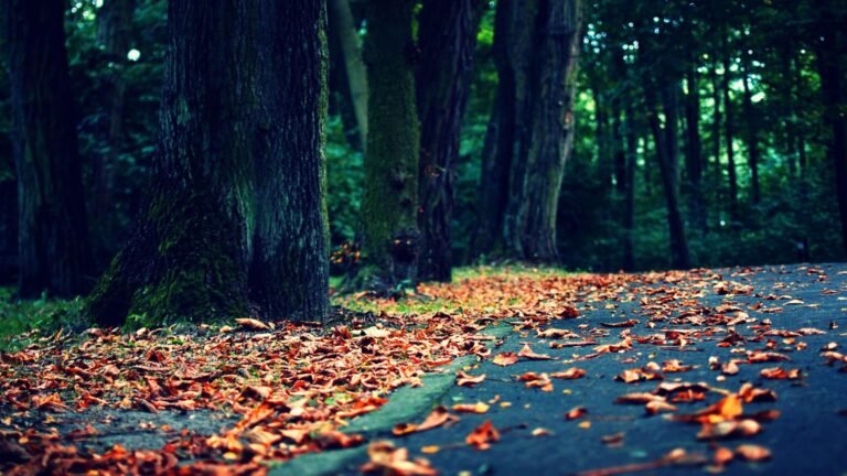 Super cute4K fall and nature windows 11 wallpaper 4k scaled
