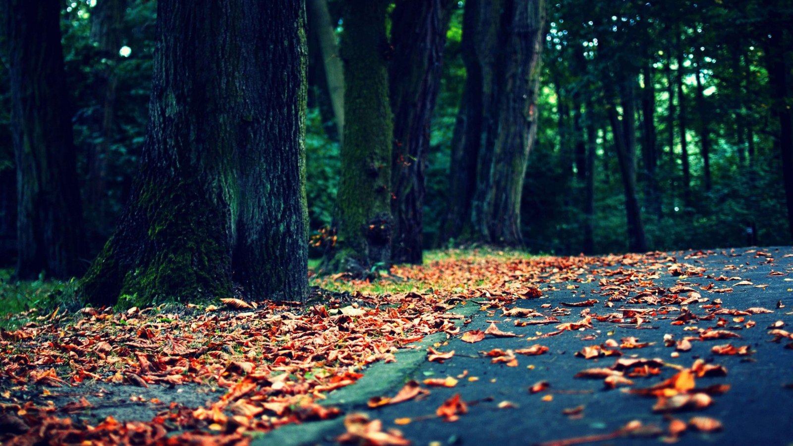 Super cute,4K ,fall ,and ,nature, ,windows 11 wallpaper 4k
