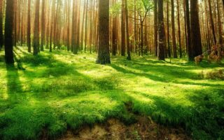 windows 11 wallpaper nature Forest HD Wallpaper