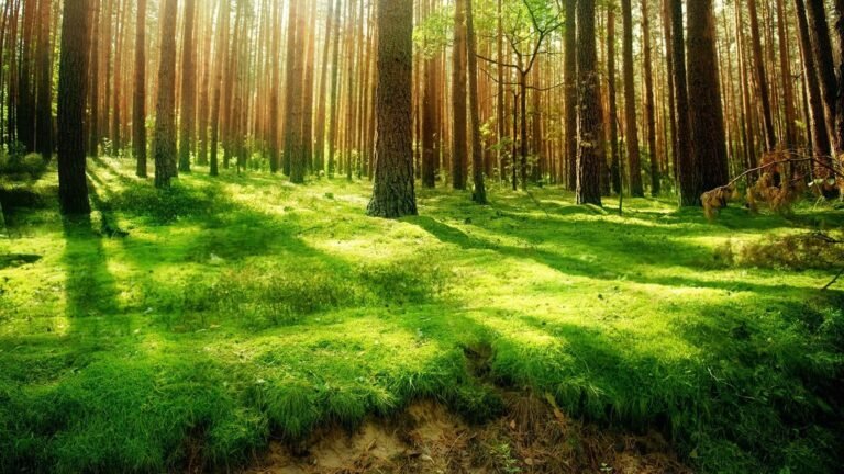 windows 11 wallpaper nature Forest HD Wallpaper