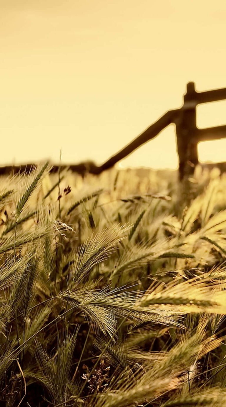Beautiful summer iphone wallpaper Best summer background