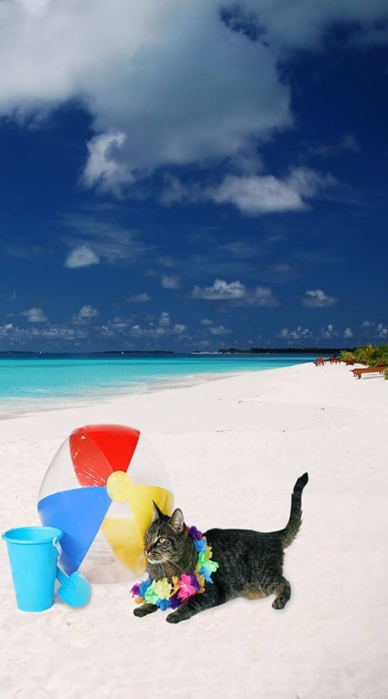 Cat in bech Super Cute summer wallpaper iphone Best summer backgrounds