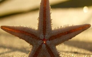 Cute star in beach summer phone wallpaper Best summer background