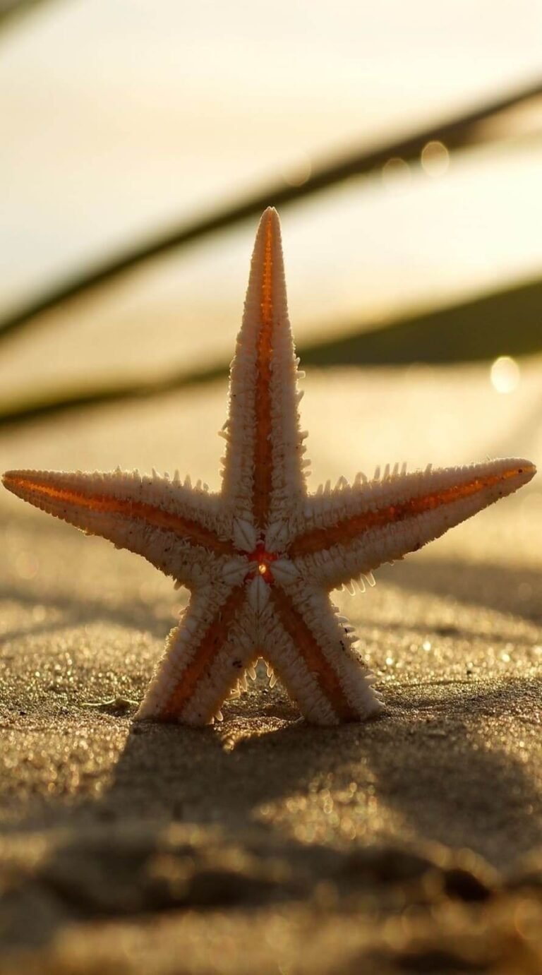 Cute star in beach summer phone wallpaper Best summer background