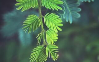 Nature wallpaper for your phone