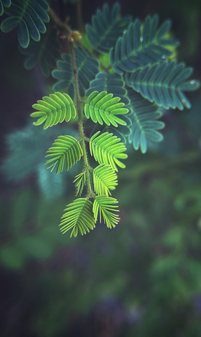 Nature wallpaper for your phone