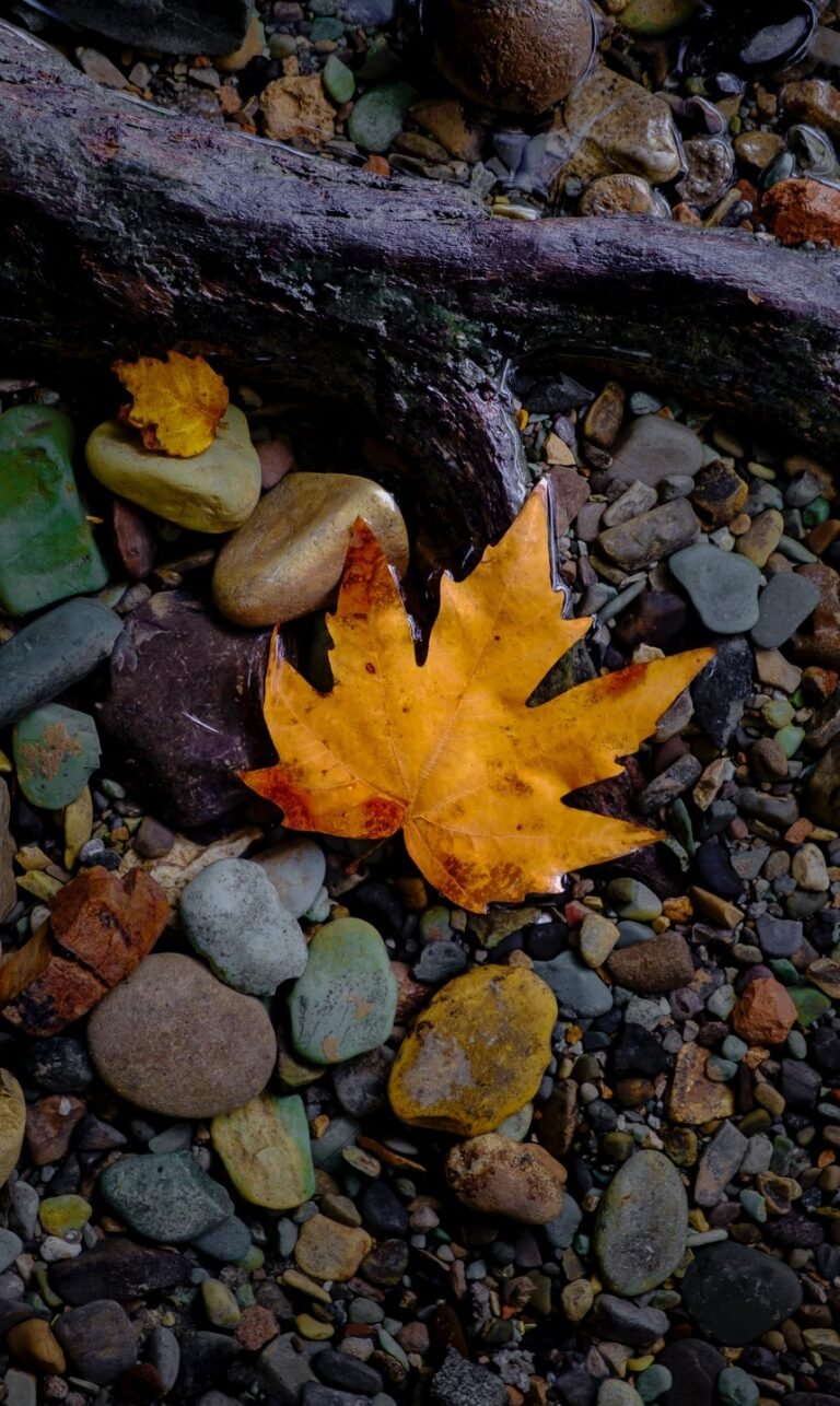 calm nature phone wallpaper