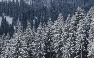 jio phone nature wallpaper download