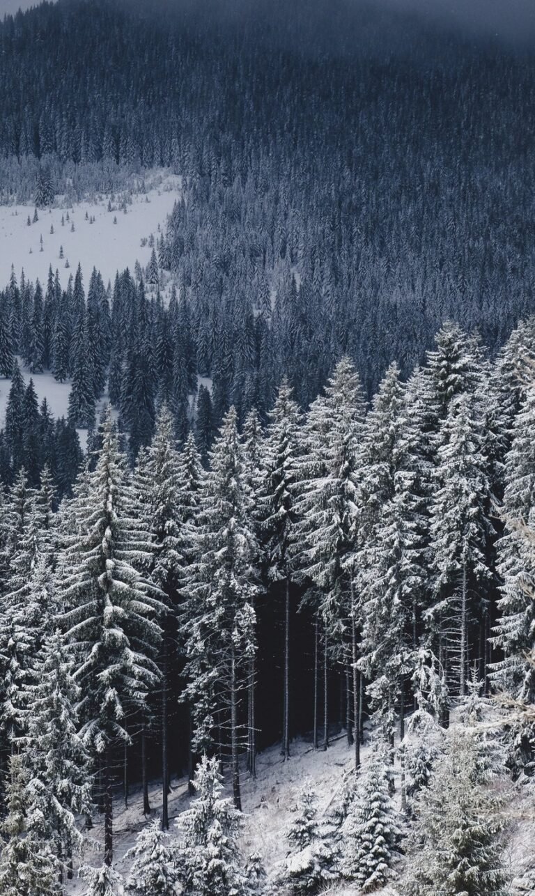jio phone nature wallpaper download