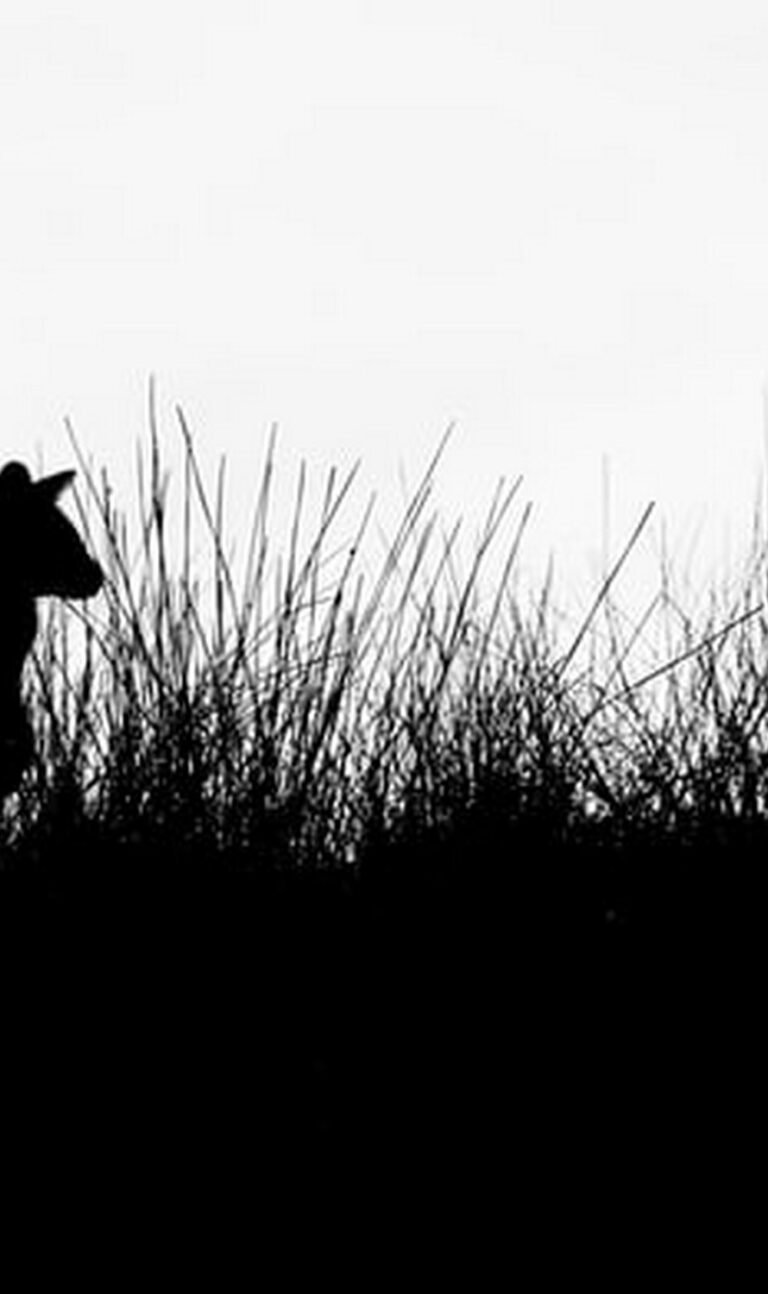 minimalist wallpaper black and white for iphone 13 3