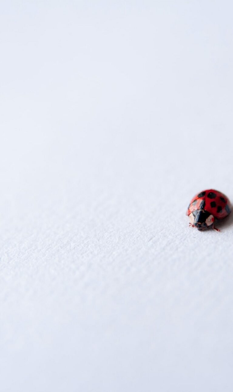 minimalist wallpaper iphone 13
