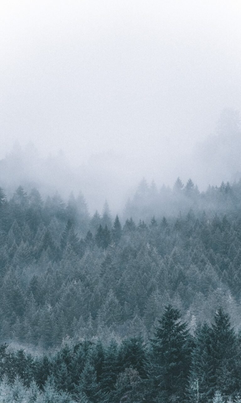 mobile phone nature wallpaper