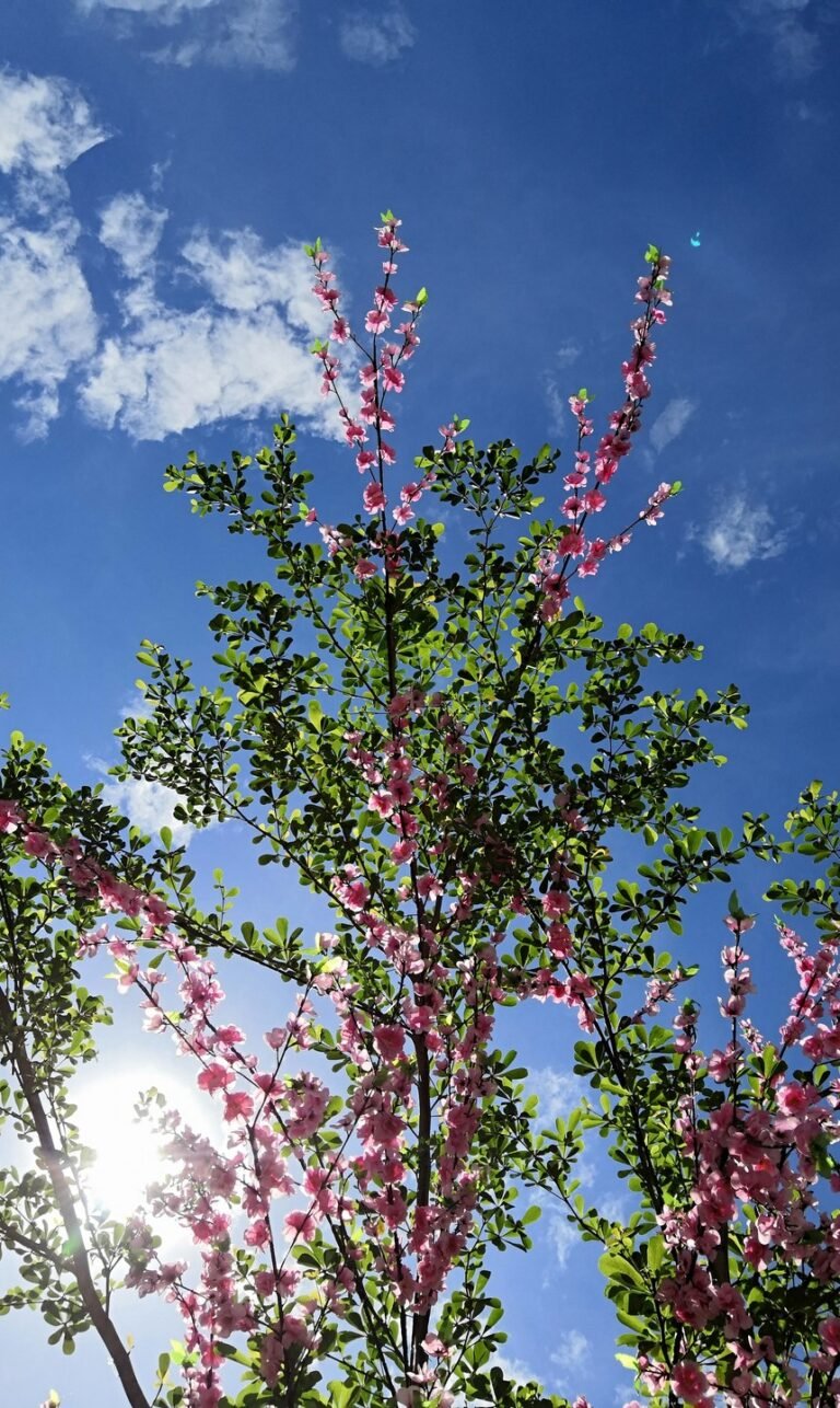 nature phone wallpaper 4k