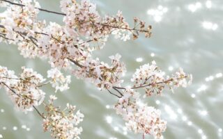 nature photos for phone wallpaper